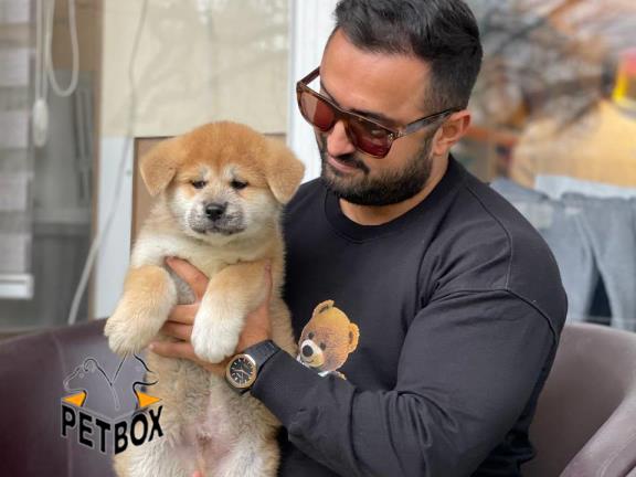 فروش توله ی جاپانیزاکیتا
