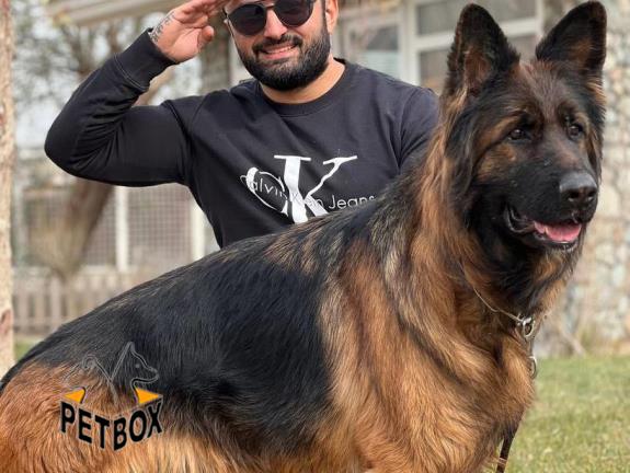 فروش ژرمنشپرد 2 ساله بالغ