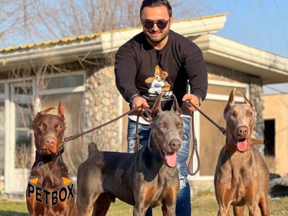فروش توله های بینظیر دوبرمن