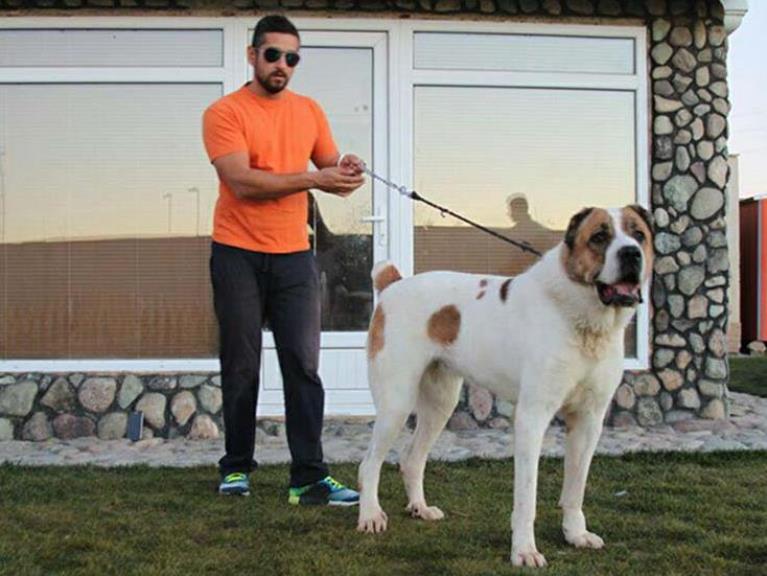 پیش فروش توله سگهای آلابای