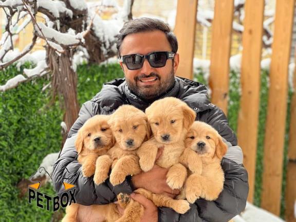 فروش توله ی گلدن رتریور 