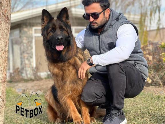 فروش ژرمنشپرد 2 ساله بالغ