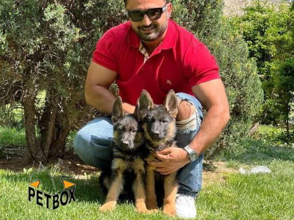 فروش توله های ژرمنشپرد مو کوتاه 