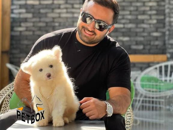 توله های ساموید مو با تراکم بالا - فروش سگ ساموید