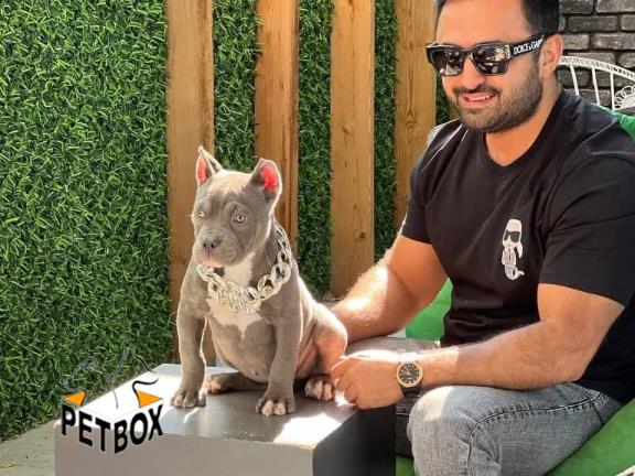 فروش توله ی امریکن بولی