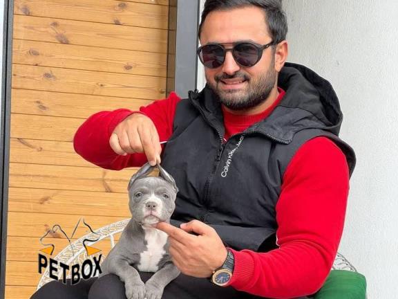 فروش توله های امریکن بولی