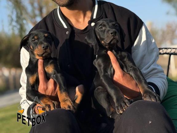 فروش توله دوبرمن