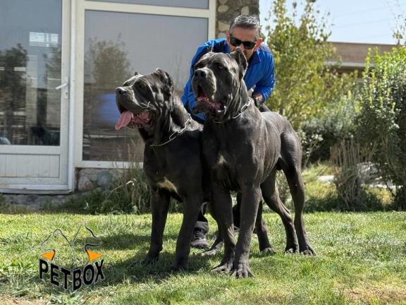 فروش توله کن کورسو 