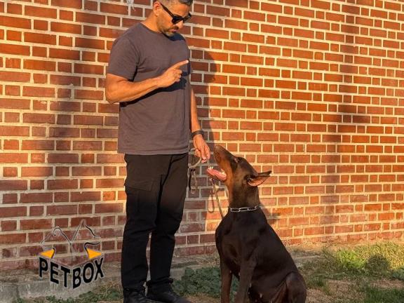 فروش توله های دوبرمن