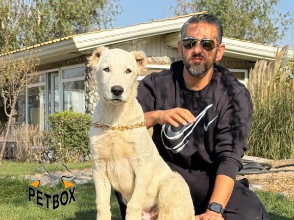 فروش توله های آلابای