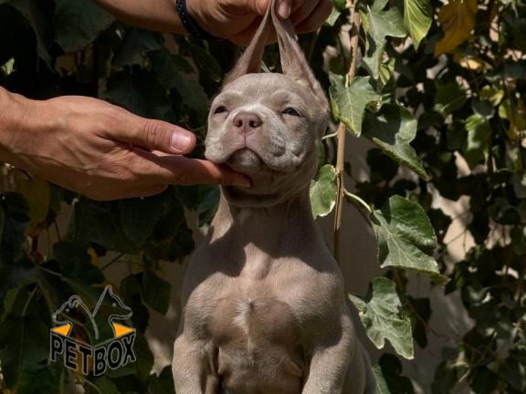 فروش توله امریکن بولی