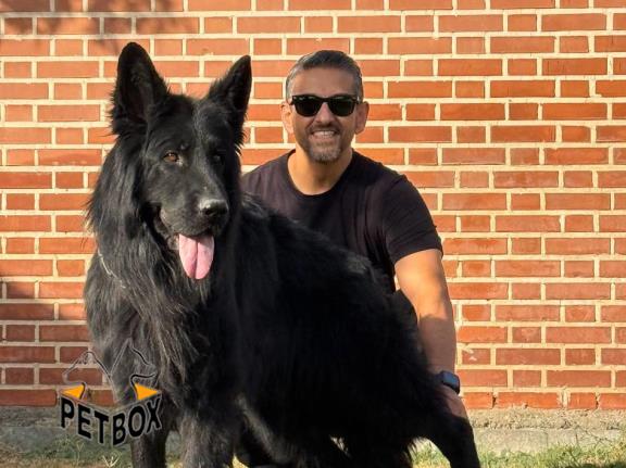 فروش توله های بلک ژرمن