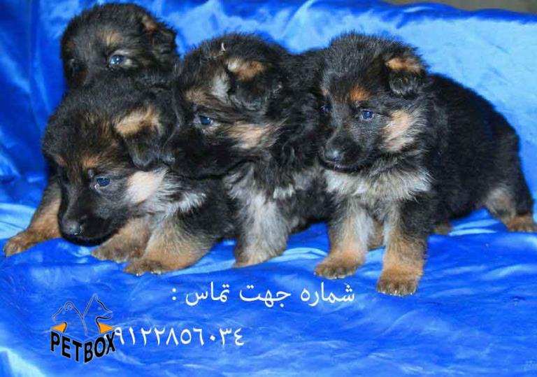 فروش تولهای ژرمن شپرد بلک فیس