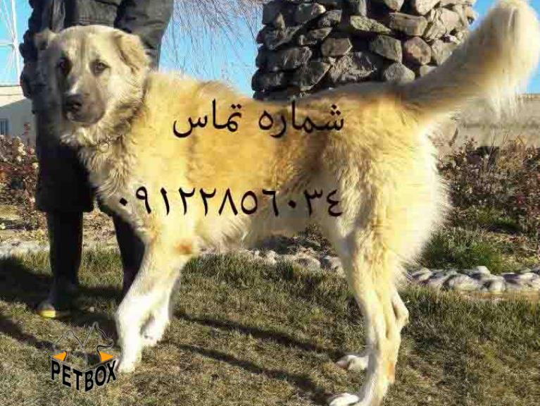 فروش سرابی نر 12 ماهه 