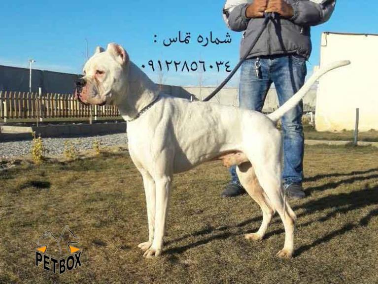 فروش داگو ارژانتینو نر 2.5 ساله