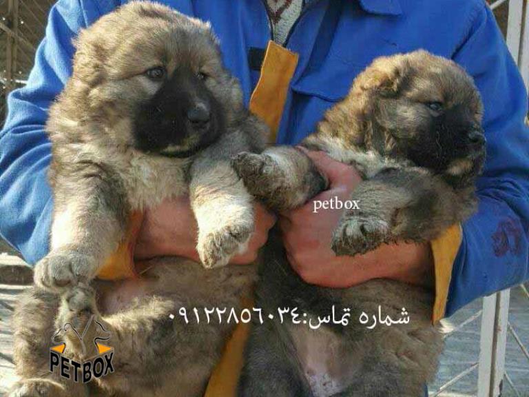 فروش توله ماده قفقازی 