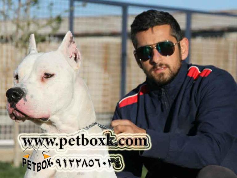 مولد نر داگو آرژانتیتو پت باکس