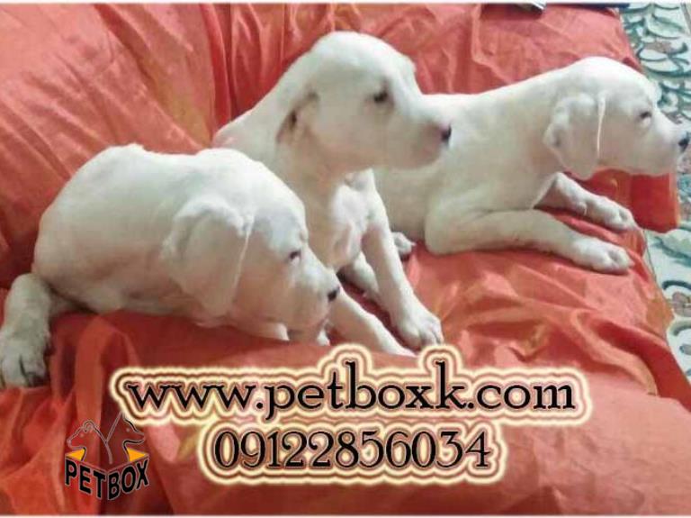  داگو ارژانتینو 2.5 ماهه وارداتی