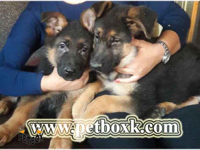 توله های 4 ماهه ژرمن شپرد از نوادگان chikolo