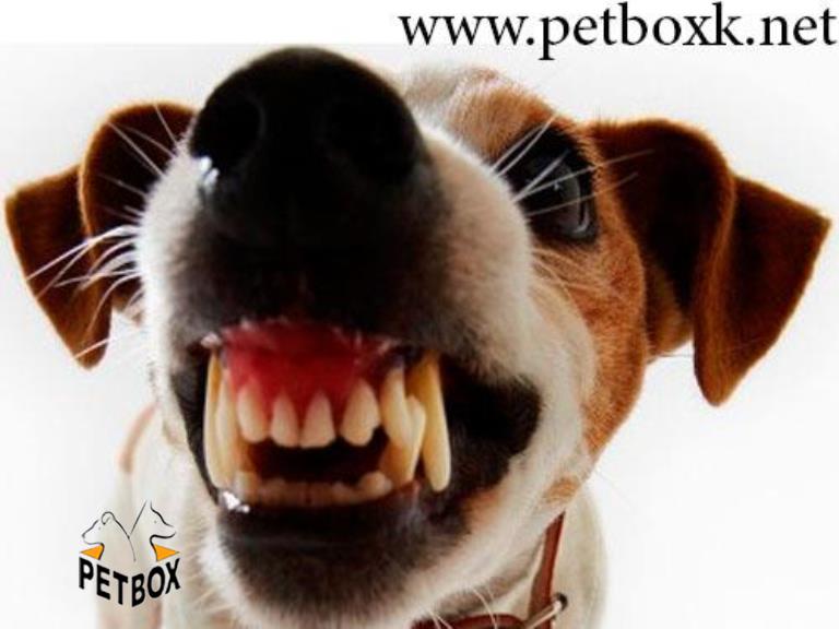 علت گاز گرفتن  سگ ها چیست و چگونه آن را رفع کنیم؟