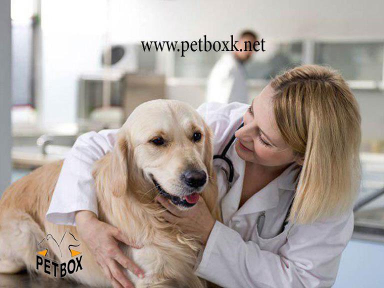 (اصلی ترین نشانه های بیماری در سگ ها روش مواجه شدن با آن)