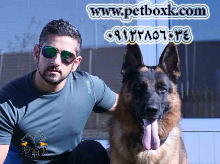 مولد نر پت باکس ژرمن شپرد مو کوتاه 