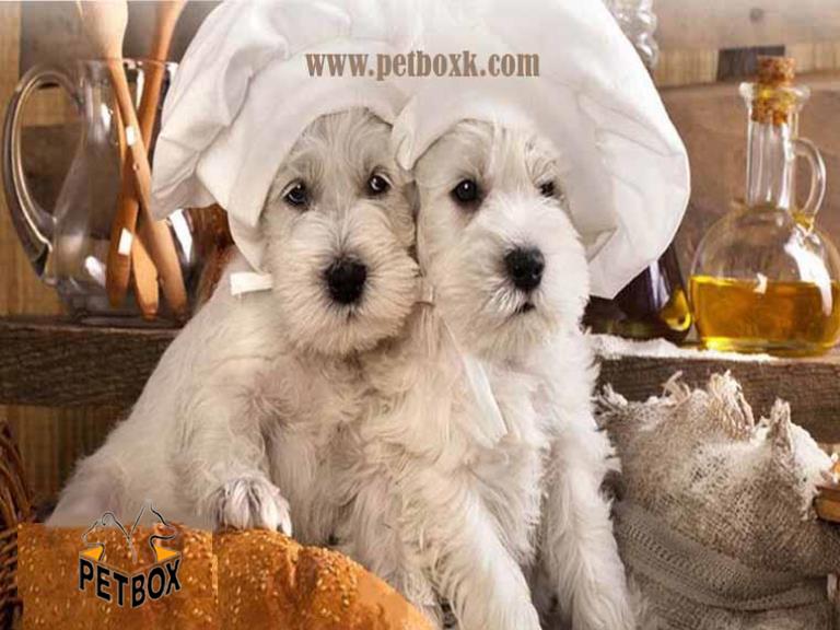 میزان و کیفیت غذای سگها