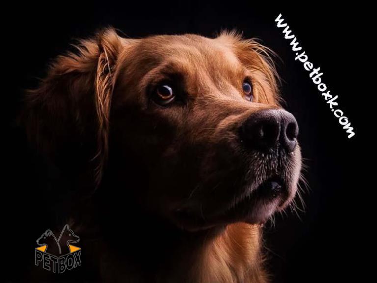  بررسی علل افسردگی در سگها