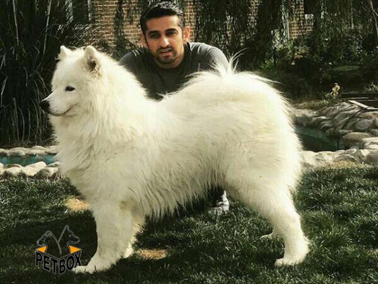  LEO مولد نر ساموئد مجموعه پتباکس 