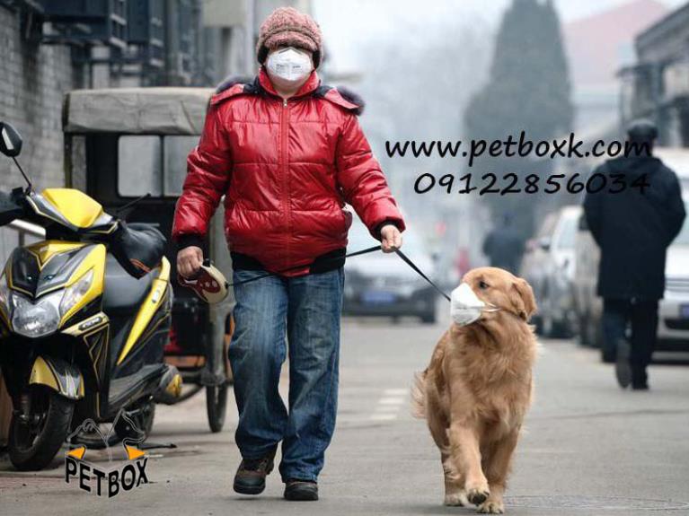 اثرات آلودگی هوا بر حیوانات خانگی و سگ ها 