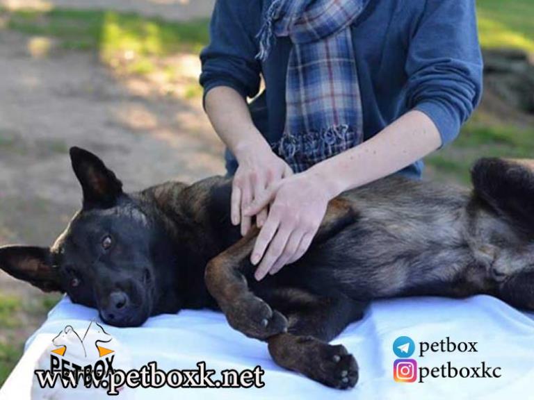 ماساژ دادن سگ ها، چگونه می تواند به آرامش و ریلکس شدن در سگ ها کمک کند؟