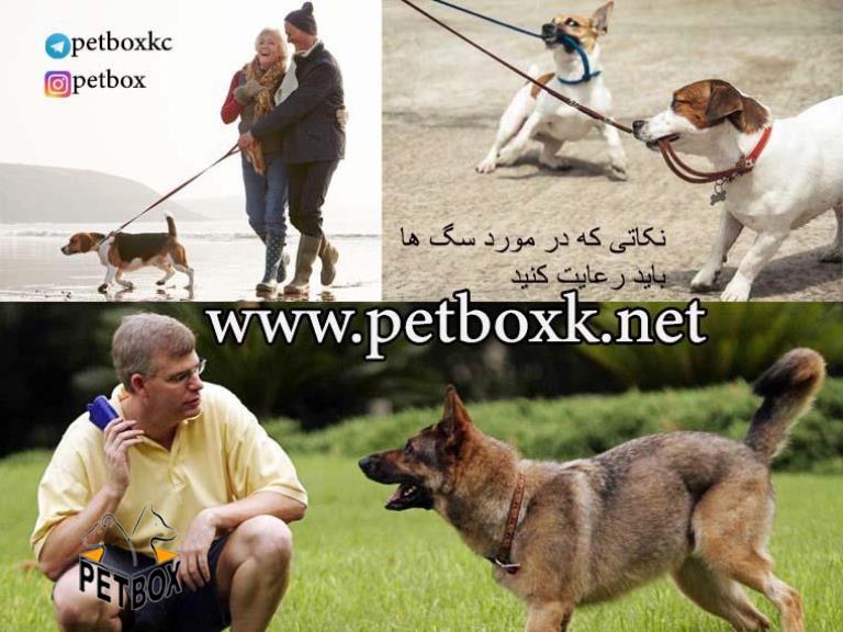کار هایی که سگ هایتان دوست ندارند شما انجام دهید
